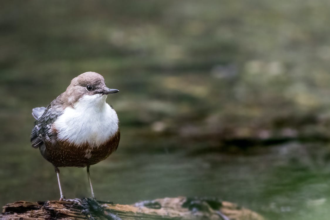 The Dipper, an underwater walker – Permaculture as a Path to Peace